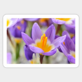 Crocus sieberi subsp. sublimis  &#39;Tricolor&#39;   AGM  Three-coloured Sieber&#39;s crocus Sticker